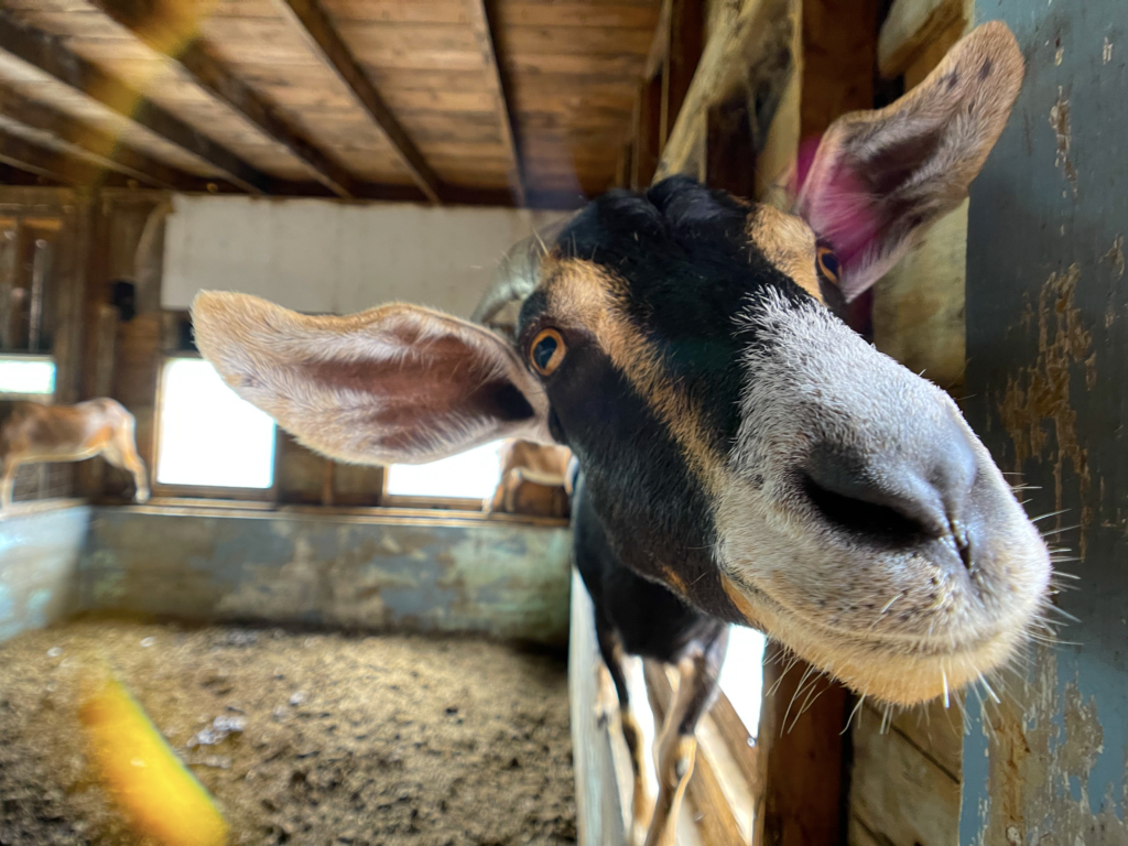 One of our curious goats posing for a picture.